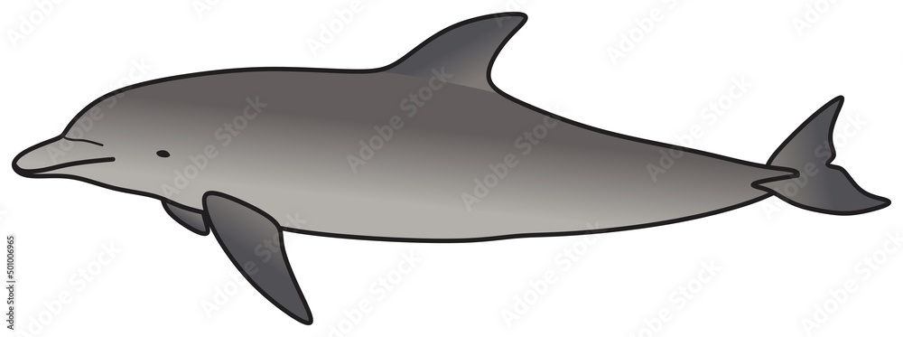 dolphin vector drawing on isolated background swimming in ocean water underwater wildlife concept cartoon fish whale animal character funny childish comic logo icon sign object outline illustration dolphin vector drawing on isolated background swimming in ocean water underwater wildlife concept cartoon fish whale animal character funny childish comic logo icon sign object outline illustration