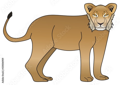 adolescent lion vector drawing isolated white background cartoon mammal animal pose character standing walking head face adult male logo icon object illustration savanna wildlife jungle king concept
