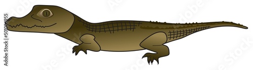 crocodile vector drawing on isolated white background cartoon reptile animal pose character alligator caiman scale teeth head face skin leather logo icon object outline illustration wildlife concept 