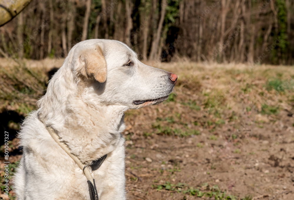Profile portrait of young white dog on green background. Profile portrait of young white dog on green background.