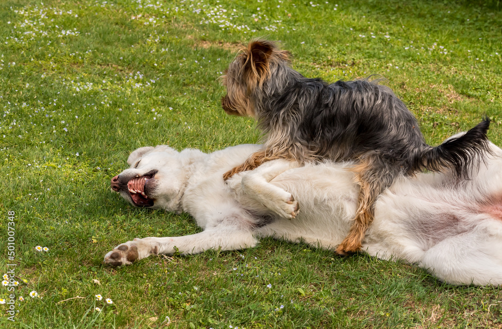 Yorkshire terrier with Maremma Sheepdog playing on the grass in the garden. Yorkshire terrier with Maremma Sheepdog playing on the grass in the garden.
