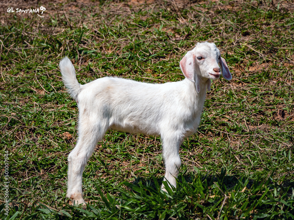 white goat on grass white goat on grass