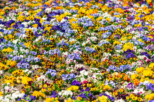 Garden pansies in a flower bed of the urban park Planten un Blomen in the heart of the city of Hamburg. The park is a very popular green space with a wide variety of gardens and plants