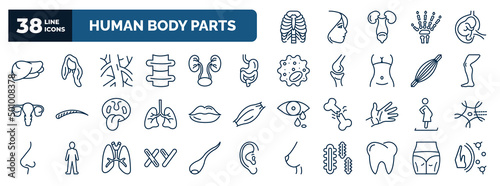 set of human body parts web icons in outline style. thin line icons such as human ribs, human liver, artery, digestive system, men leg, big lips, woman pregnant, masculine chromosomes, teeth