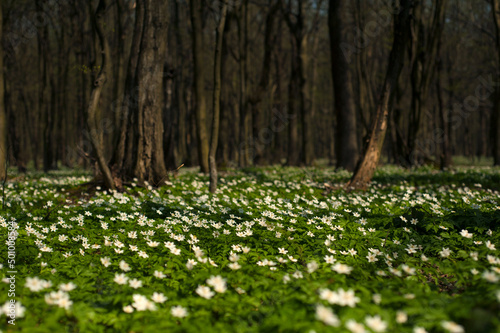 Anemone nemorosa flower in the forest in the sunny day. Wood anemone, windflower, thimbleweed.