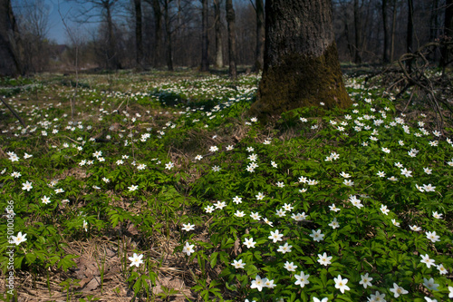 Anemone nemorosa flower in the forest in the sunny day. Wood anemone, windflower, thimbleweed.