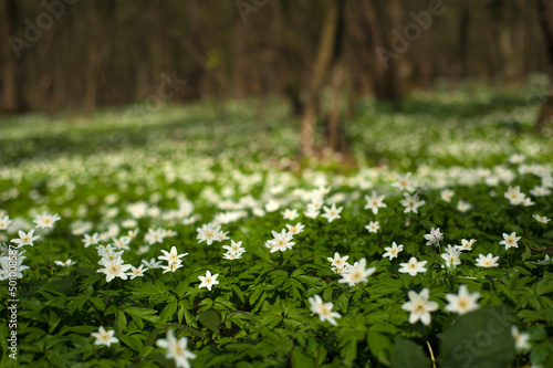 Anemone nemorosa flower in the forest in the sunny day. Wood anemone, windflower, thimbleweed.
