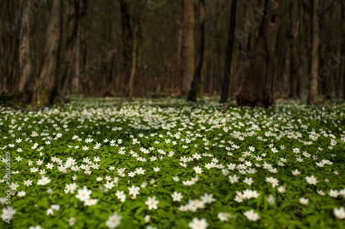 Anemone nemorosa flower in the forest in the sunny day. Wood anemone, windflower, thimbleweed.