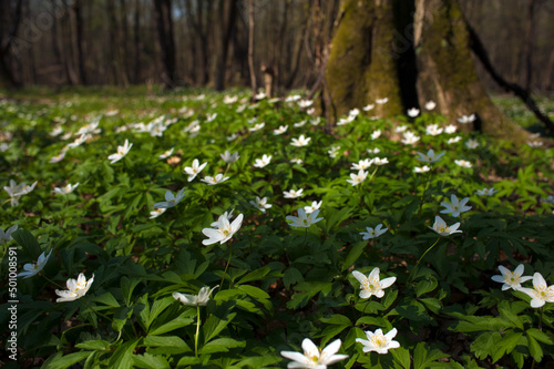 Anemone nemorosa flower in the forest in the sunny day. Wood anemone, windflower, thimbleweed.