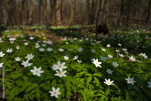 Anemone nemorosa flower in the forest in the sunny day. Wood anemone, windflower, thimbleweed.