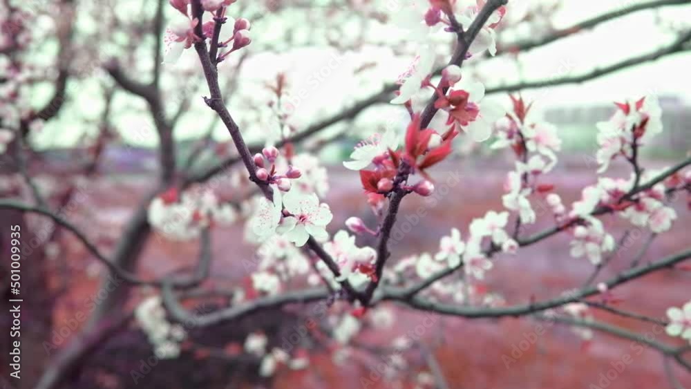 Flowers on tree branches in the wind. Blooming peach, apricot, apple trees. Flowers on tree branches in the wind. Blooming peach, apricot, apple trees.
