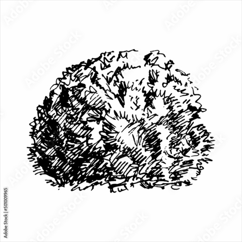 Hand drawn bush, dendrology sketch element, graphic template