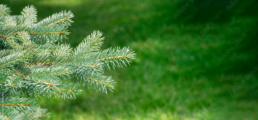 Pine branch & twig. Young green sprouts fir tree twig needles. Pine branch sprouts on coniferous background