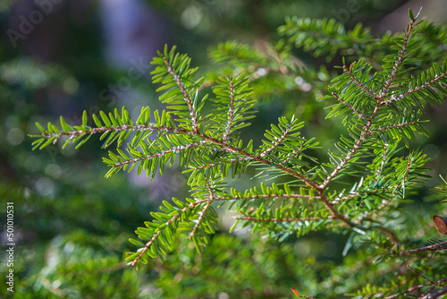 Hemlock Woolly Adelgid (Adelges tsugae) visible on the branch tips of a Maine Hemlock Tree photo
