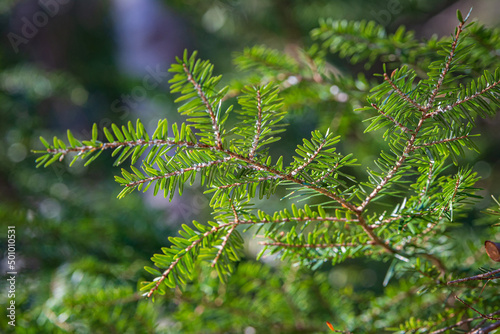 Photography Hemlock Woolly Adelgid (Adelges tsugae) visible on the branch tips of a Maine He