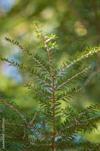 Hemlock Woolly Adelgid (Adelges tsugae) visible on the branch tips of a Maine Hemlock Tree photo