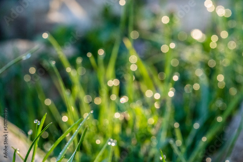  Künstlerische Makroaufnahme mit Bokeh-Effekt. Bezaubernde Morgentau an Grashalmen auf einer Wiese. Die Nacht war frostig, eisig kalt: In der Sonne glitzern, funkeln tausende Wassertropfen.