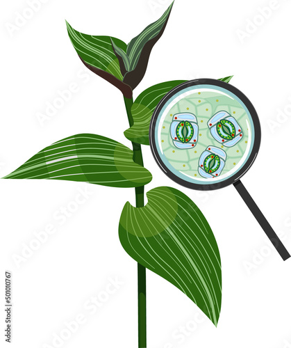 Epithelium of plant leaf with stomatal complex with open stoma under magnifying glass isolated on white background. Branch wandering Jew plant (Tradescantia fluminensis)