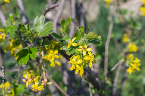 Yellow flowers on a currant bush. Blooming garden in spring. Gardening and plant care.
