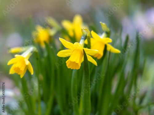 Fototapeta Naklejka Na Ścianę i Meble -  Blooming flowerbed of yellows narcissus on a blurred background.