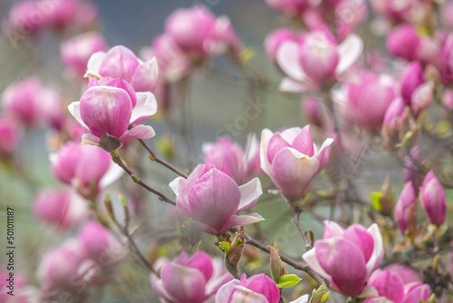 Blooming magnolia tree flower on a blurred background.