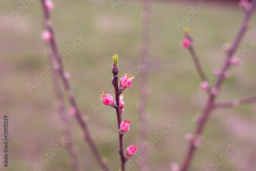 Pink buds of peach flowers on a young seedling. Blooming gardens in spring.