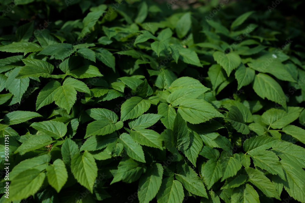green leaves background green leaves background