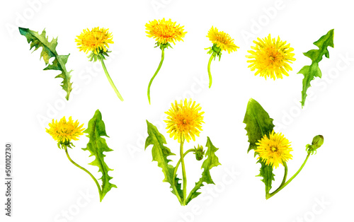 Fototapeta Naklejka Na Ścianę i Meble -  Dandelions set. Bright summer yellow flowers bundle. Floral watercolor collection with buds, leaves