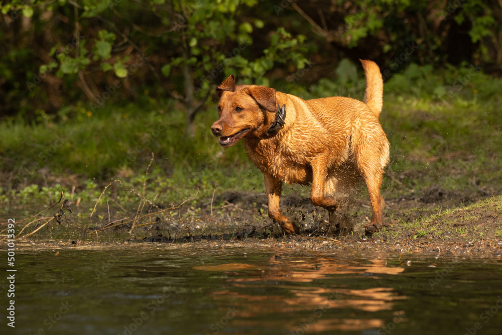 Labrador im Wasser