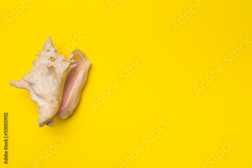 Sea shell on color background, top view