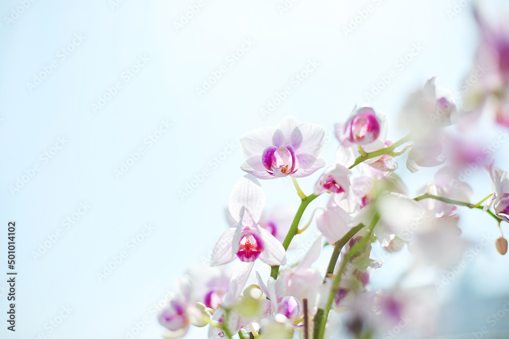Orchid flower image on a sky background.

