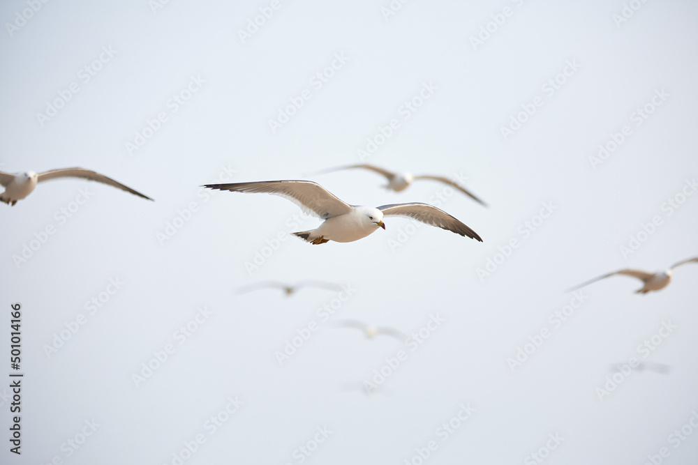 Obraz premium Seagull flying at the beach. 