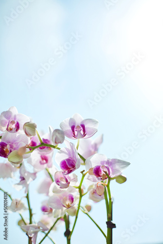 Orchid flower image on a sky background.
 photo