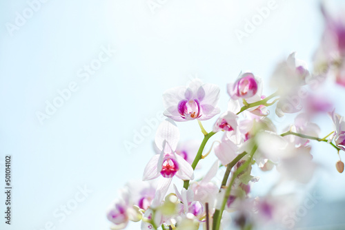 Orchid flower image on a sky background. 