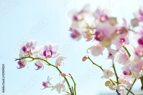 Orchid flower image on a sky background. 