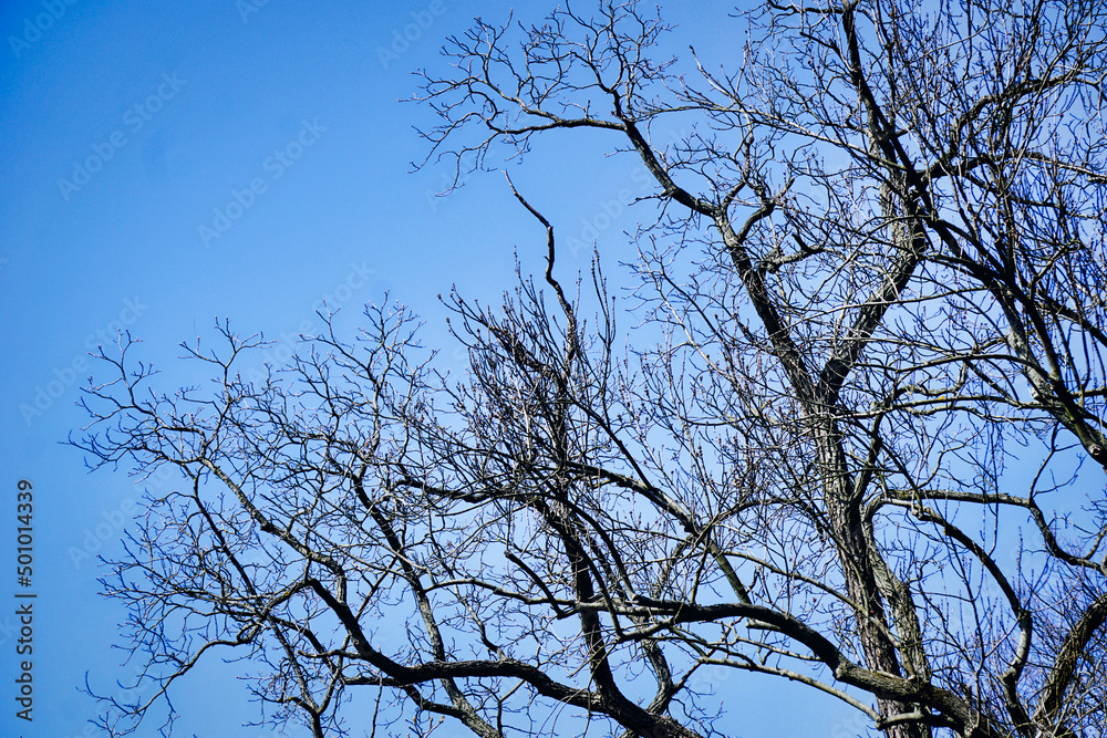Tree branches and blue sky Tree branches and blue sky