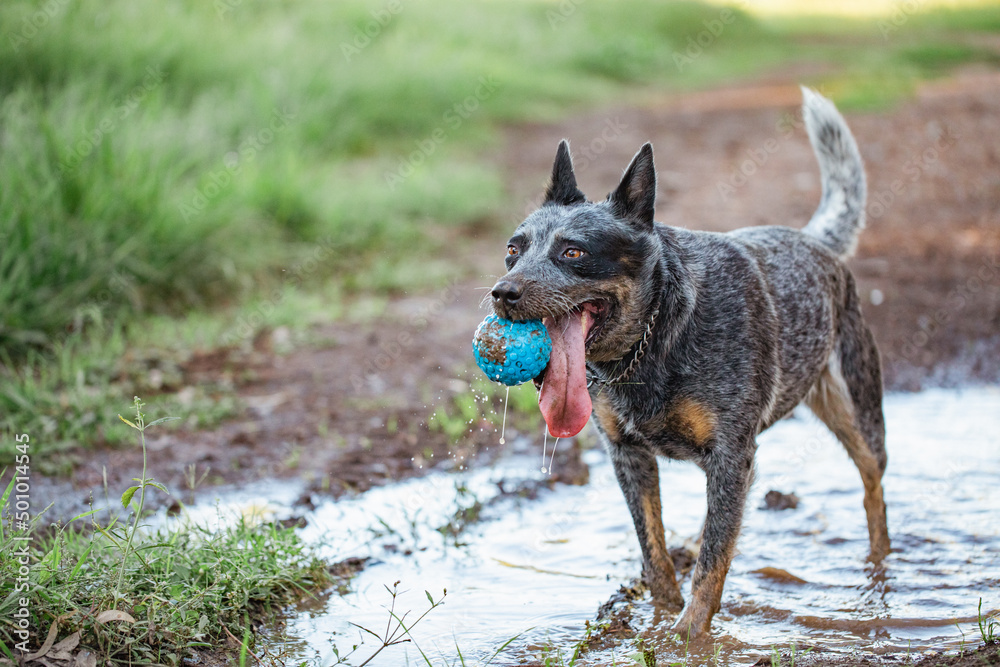 Blue heeler cattle dog playing in puddles in the Australian bush with blue ball toy