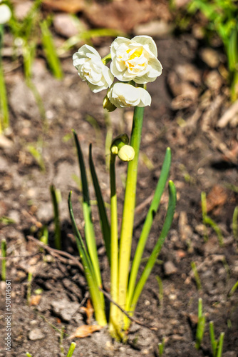 White daffodils - vertical photograph