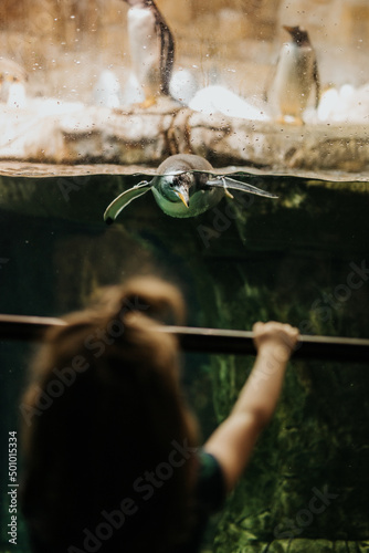 Obraz na plátne Young girl watches penguins swim in aquarium at zoo