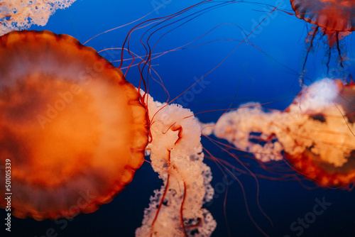 Close up image of glowing orange jelly fish in aquarium at zoo photo