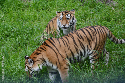 Summer Vista On Pair Of Siberian Tigers Exploring Green Meadow Habitat