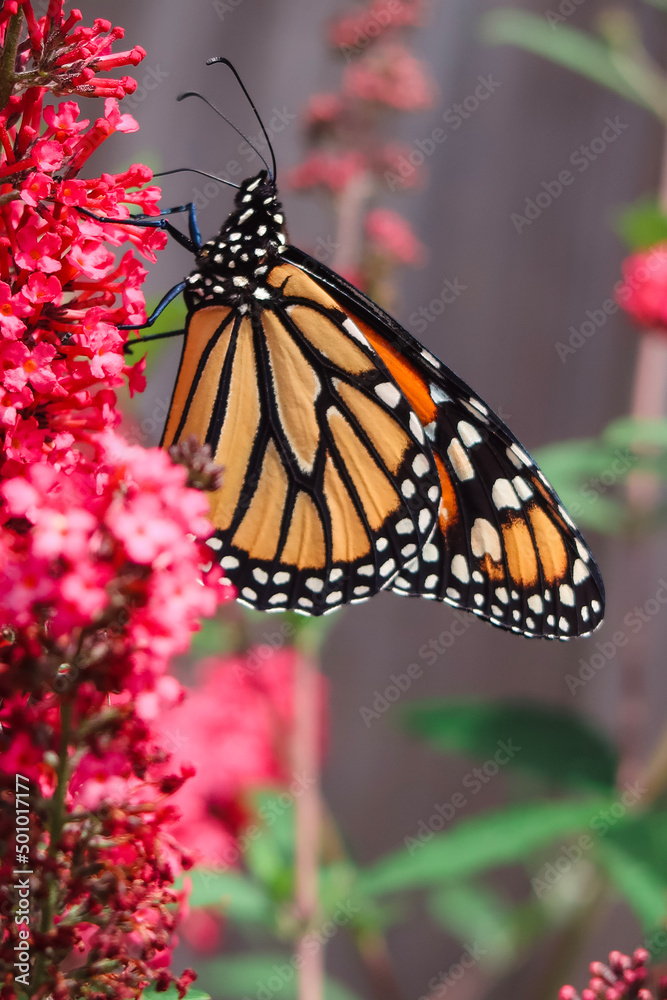 Fototapeta premium monarch butterfly on flower