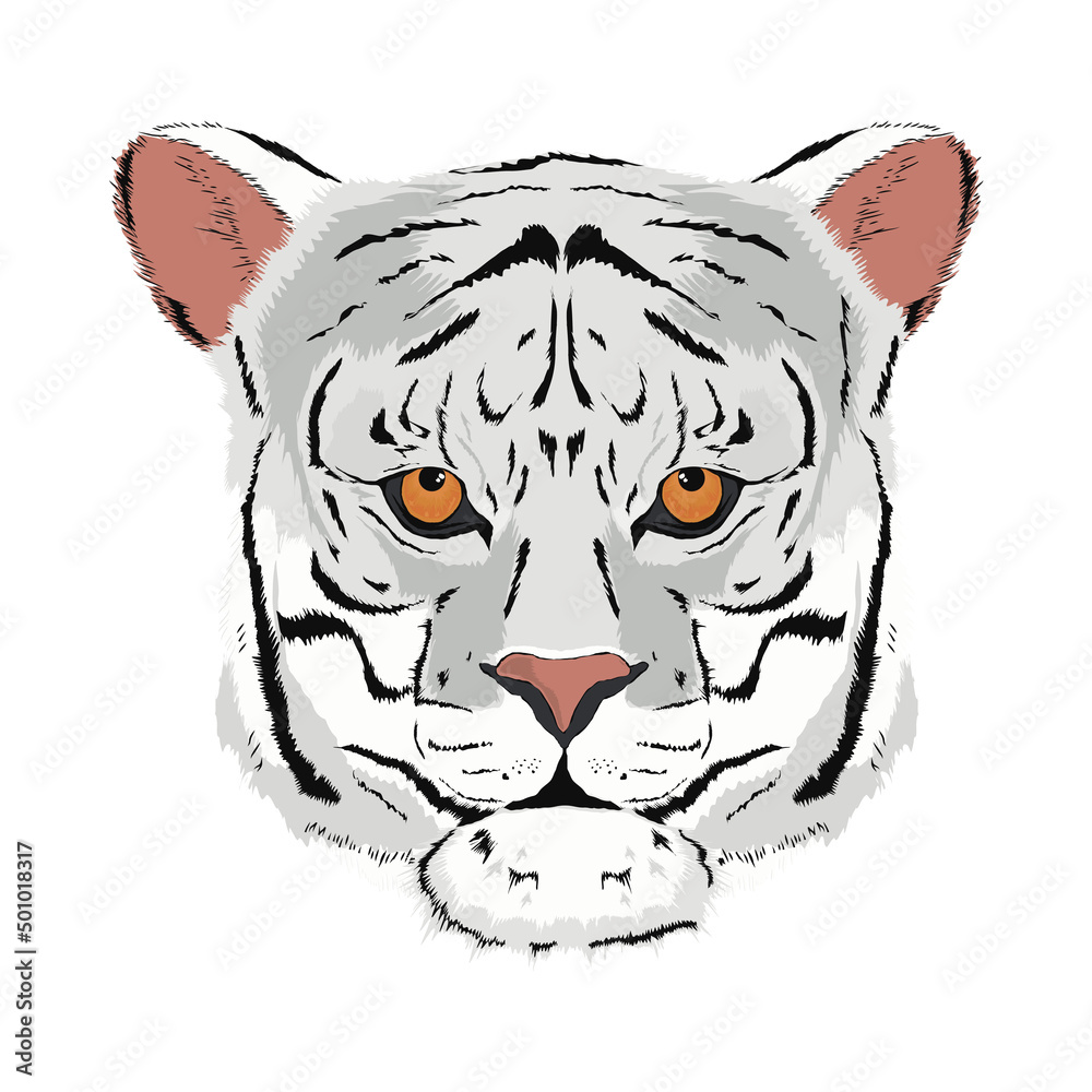 Fototapeta premium white tiger face