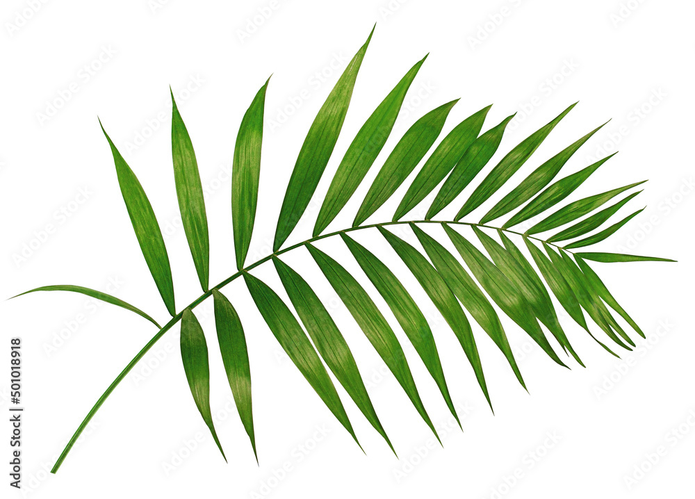 Fototapeta premium one palm leaf on a white isolated background
