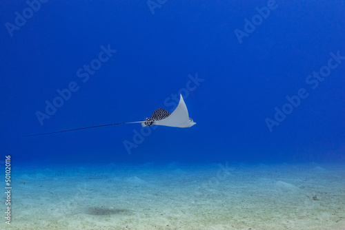 A spotted eagle ray cruises through the water above the tropical sand at the bottom of the Caribbean sea in the Cayman Islands. This magnificent creature glides gracefully in the deep blue sea