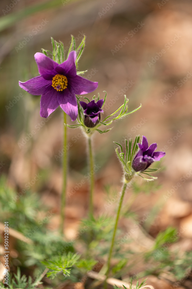 Anemone pulsatilla - Pasqueflower - Anémone pulsatille, Promenade du Cabaret-Masson