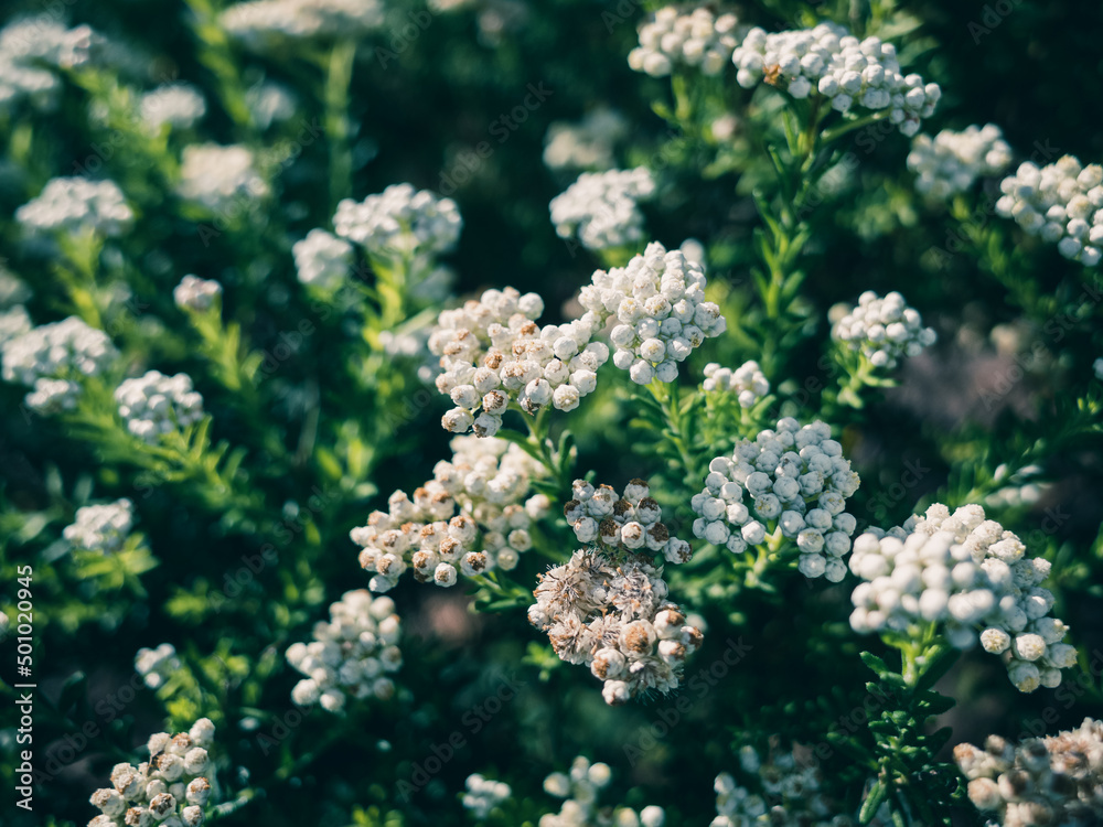 ozothamnus ozothamnus