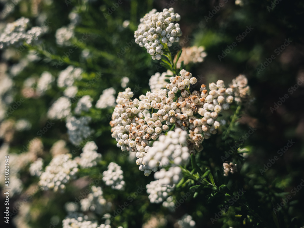 ozothamnus ozothamnus