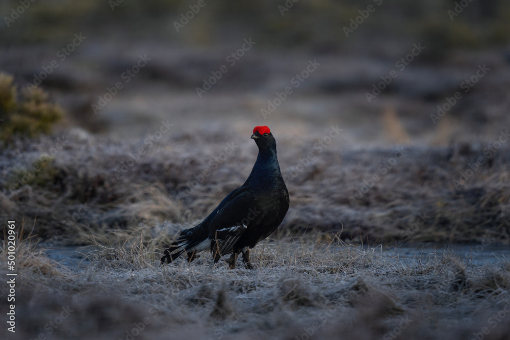 Black grouse on the meadow. Grouse during mating call. Ornithology in Sweden. Black grouse on the meadow. Grouse during mating call. Ornithology in Sweden.