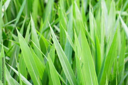 green grass background for fodder.